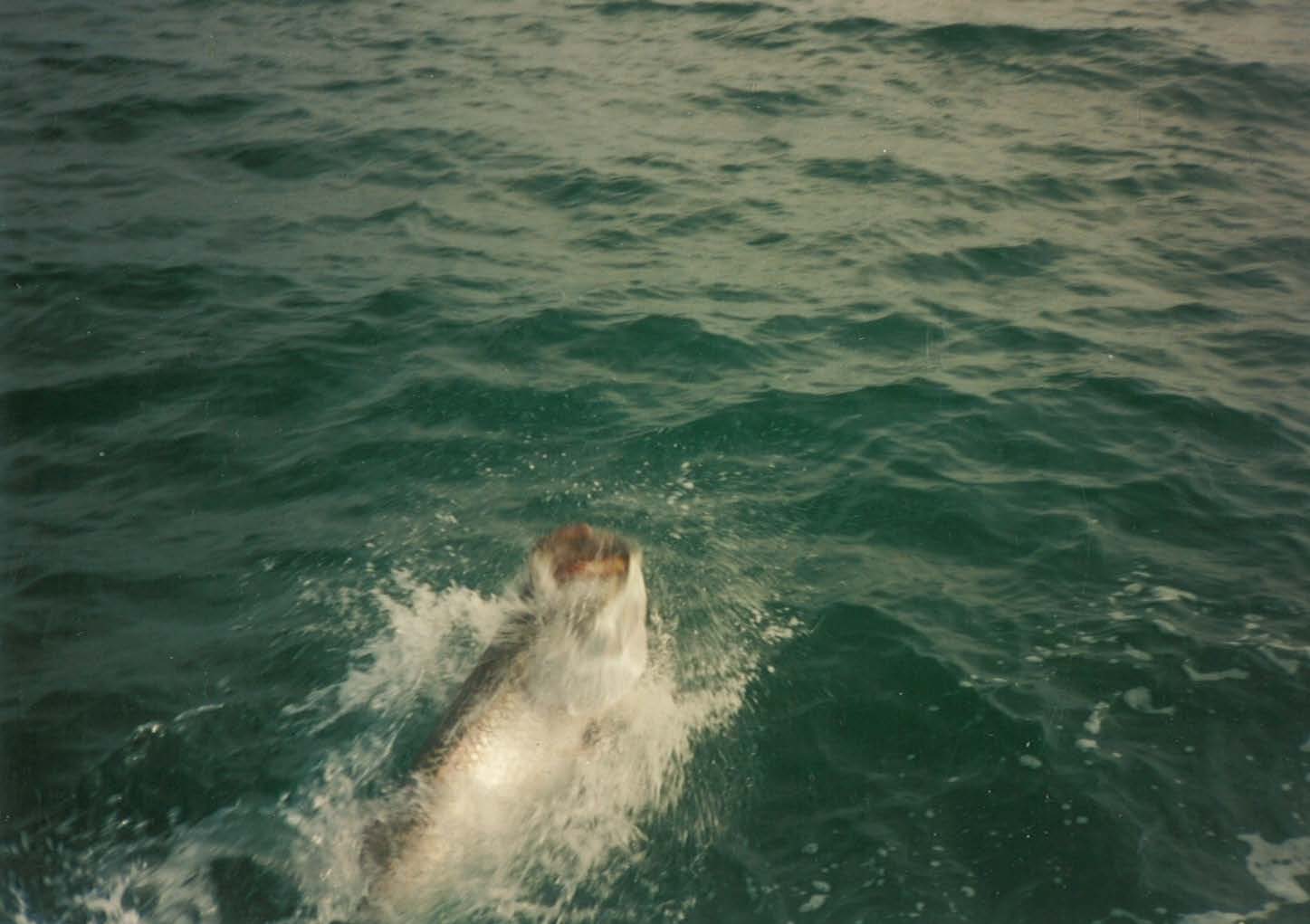 bag 6 land_Page_44_Image_0001