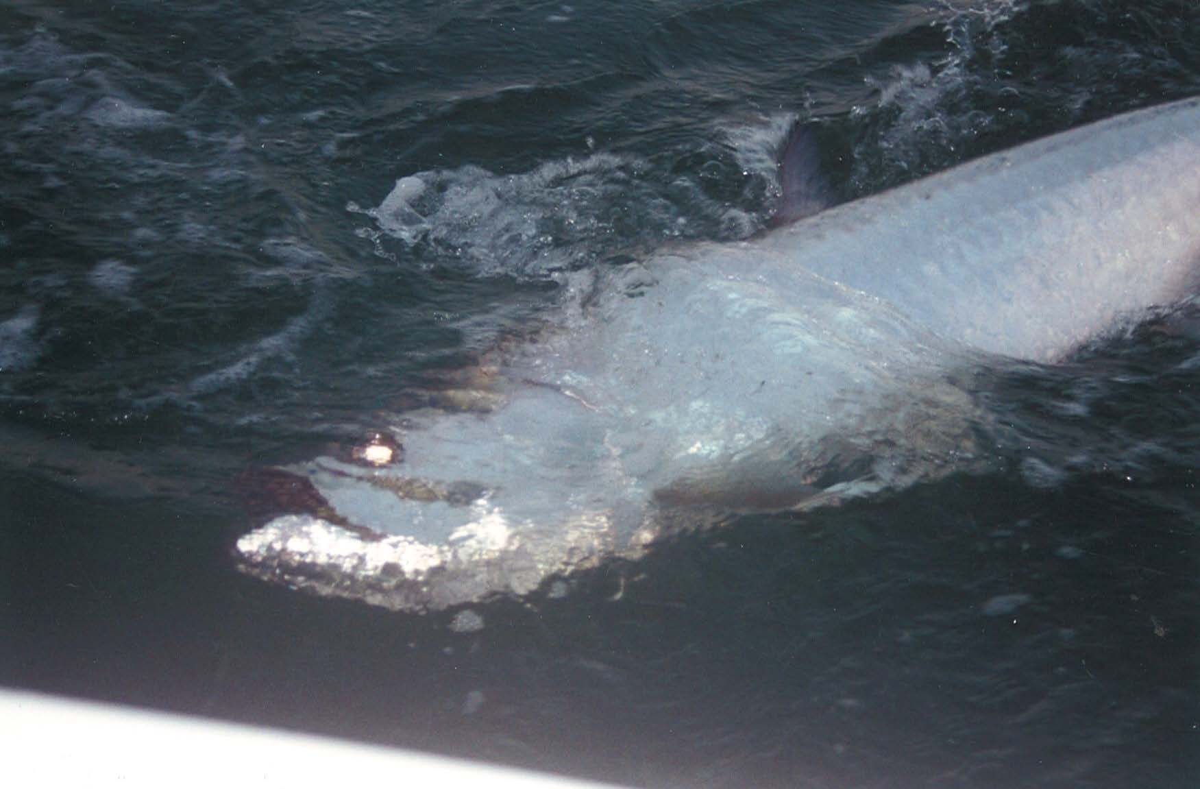 bag 6 land_Page_01_Image_0001