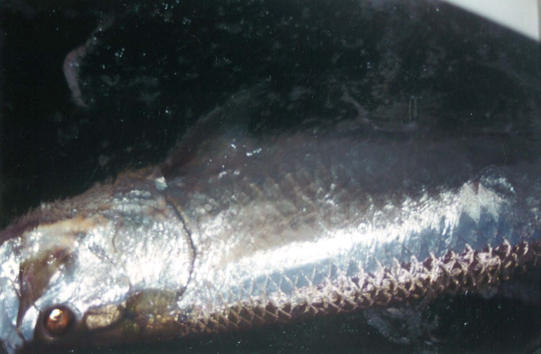 bag 6 land_Page_62_Image_0001