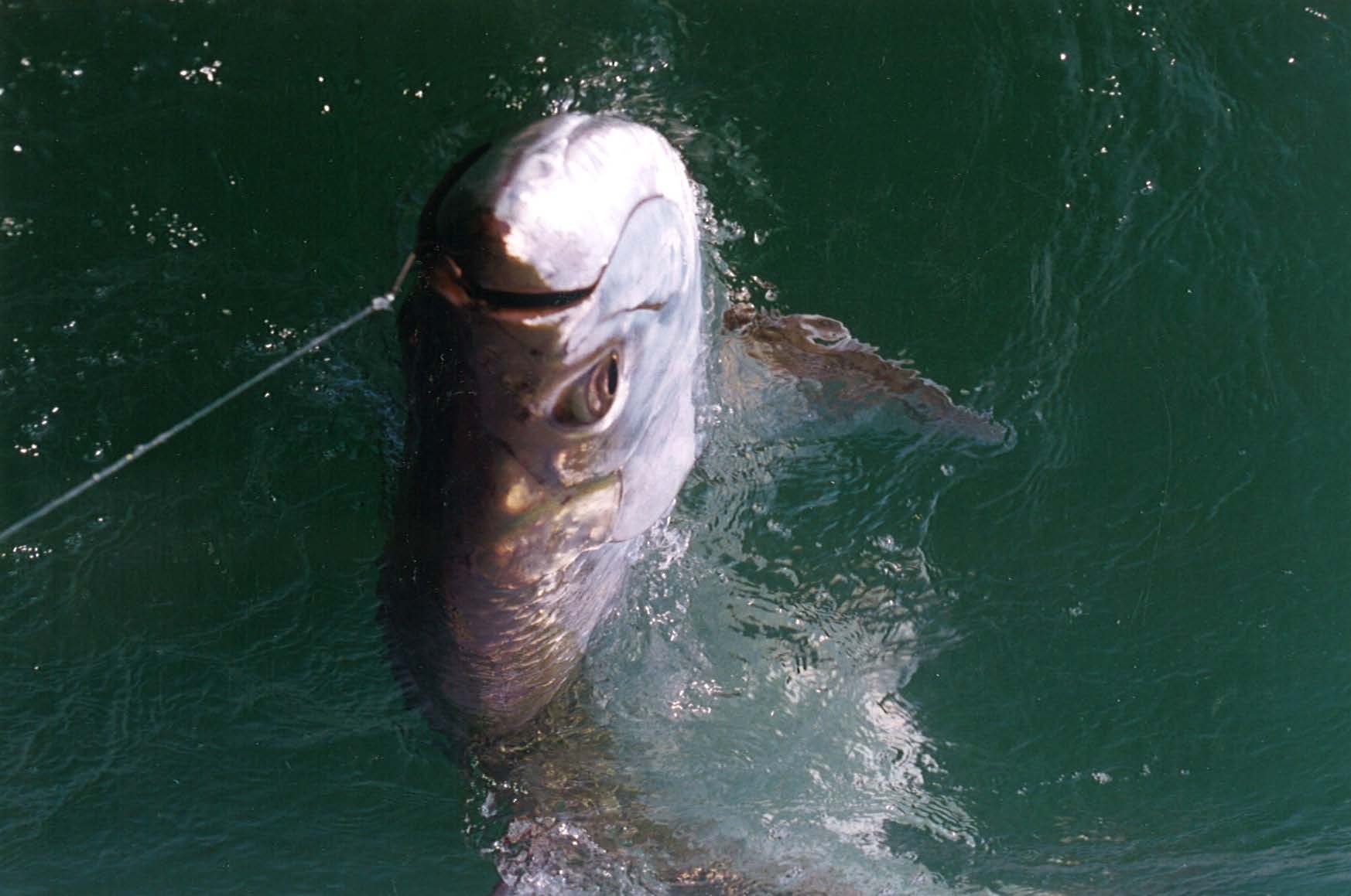 bag 6 land_Page_38_Image_0001